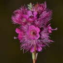 Image of Verticordia lindleyi subsp. purpurea A. S. George