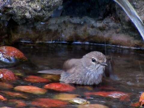 Image de Muscicapa adusta fuscula Sundevall 1850