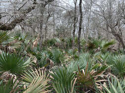 Imagem de Sabal brazoriensis D. H. Goldman, Lockett & Read