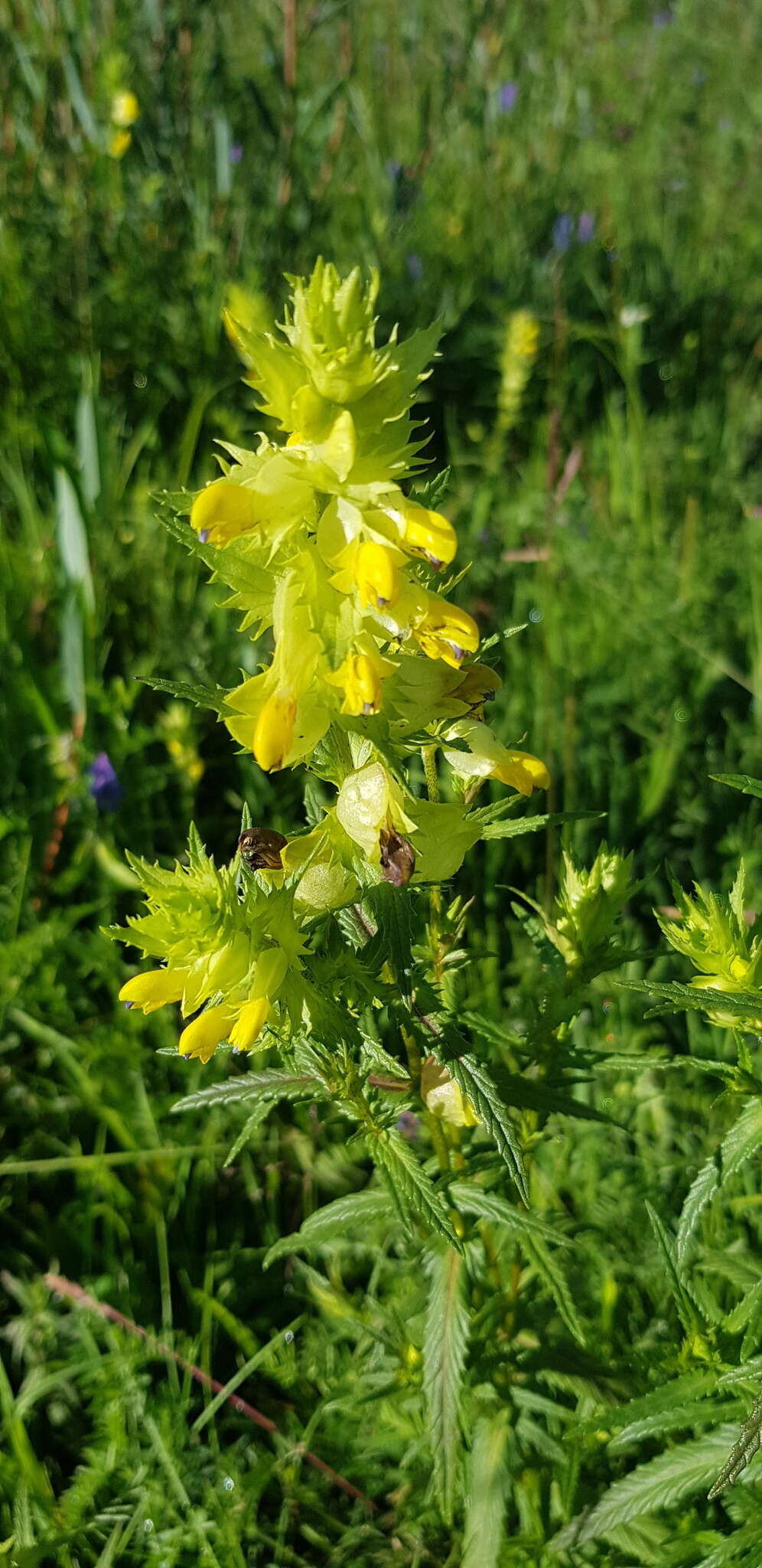 Image of Rhinanthus songaricus (Sterneck) B. Fedtsch.