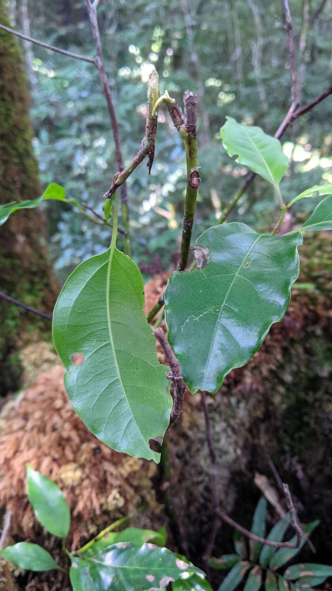 Image of Cinnamomum micranthum (Hayata) Hayata
