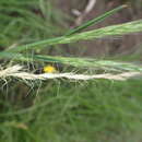 Sivun Trisetopsis imberbis (Nees) Röser, A. Wölk & Veldkamp kuva