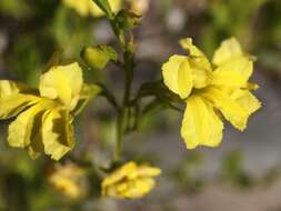 Image of Goodenia vernicosa J. M. Black