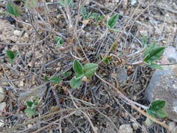 Image of Helianthemum cinereum subsp. rotundifolium (Dunal) Greuter & Burdet