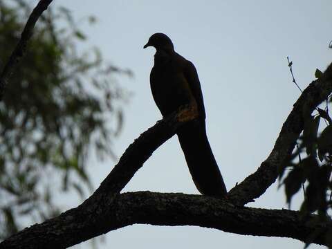 Image of Brown Cuckoo-Dove