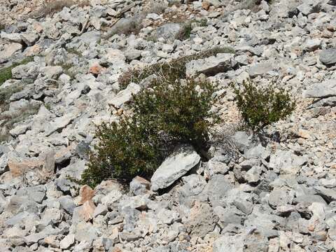 Image of Berberis cretica L.