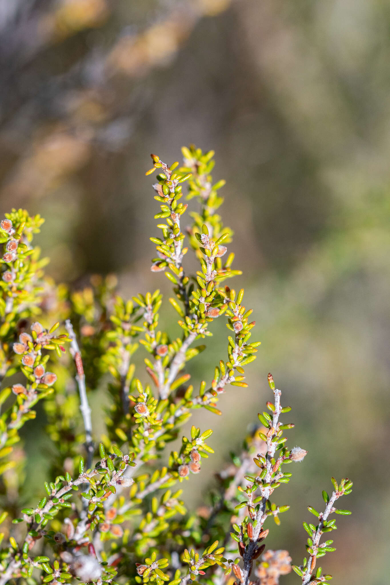 Image of Erica puberuliflora E. G. H. Oliver