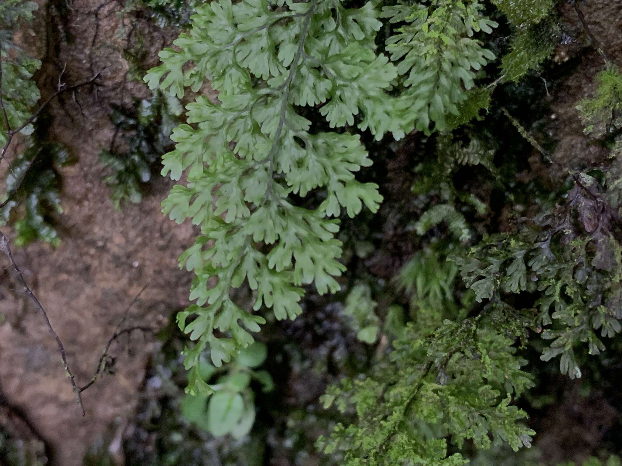 Imagem de Hymenophyllum polyanthos (Sw.) Sw.