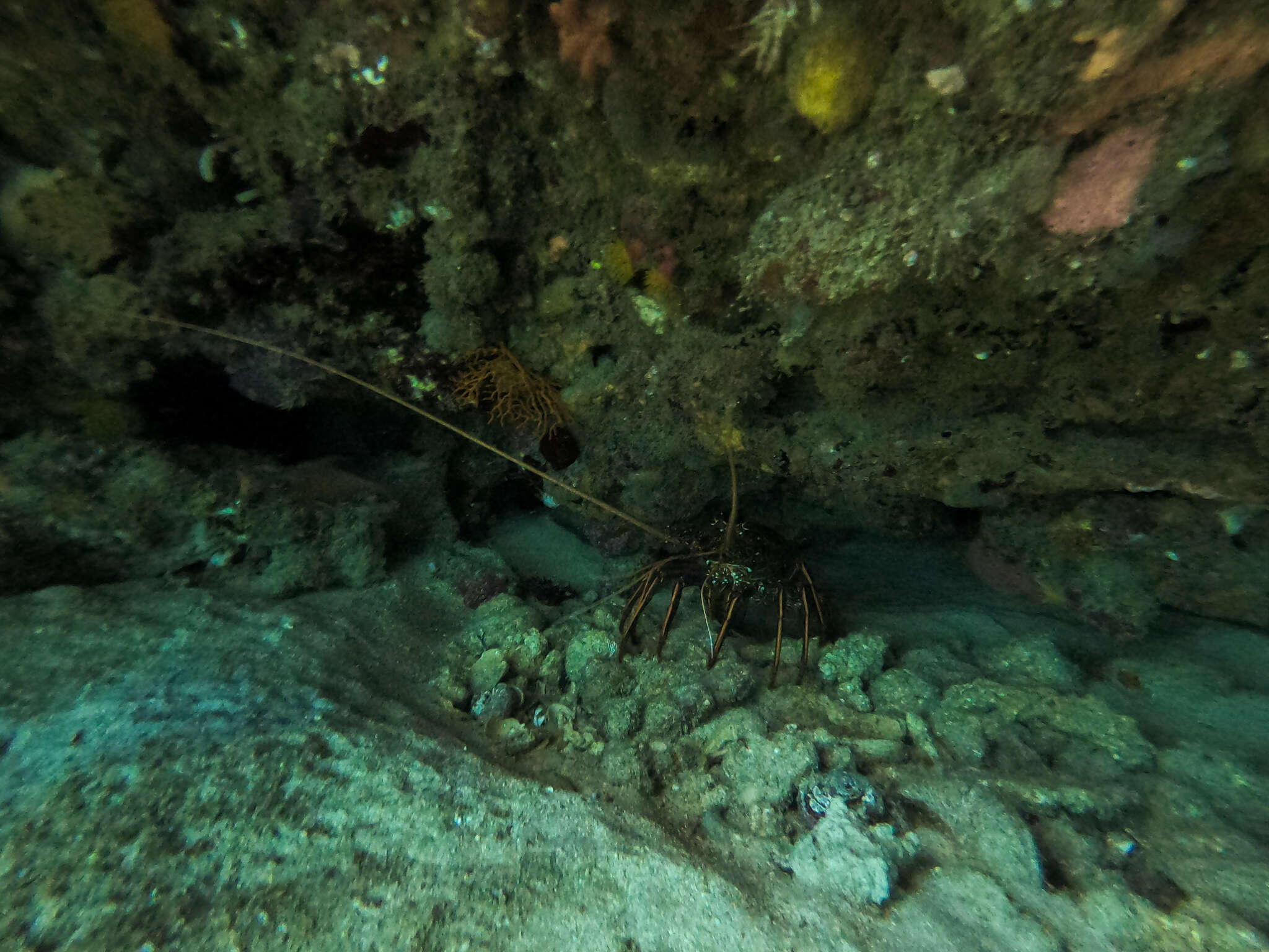 Image of Australian Spiny Lobster