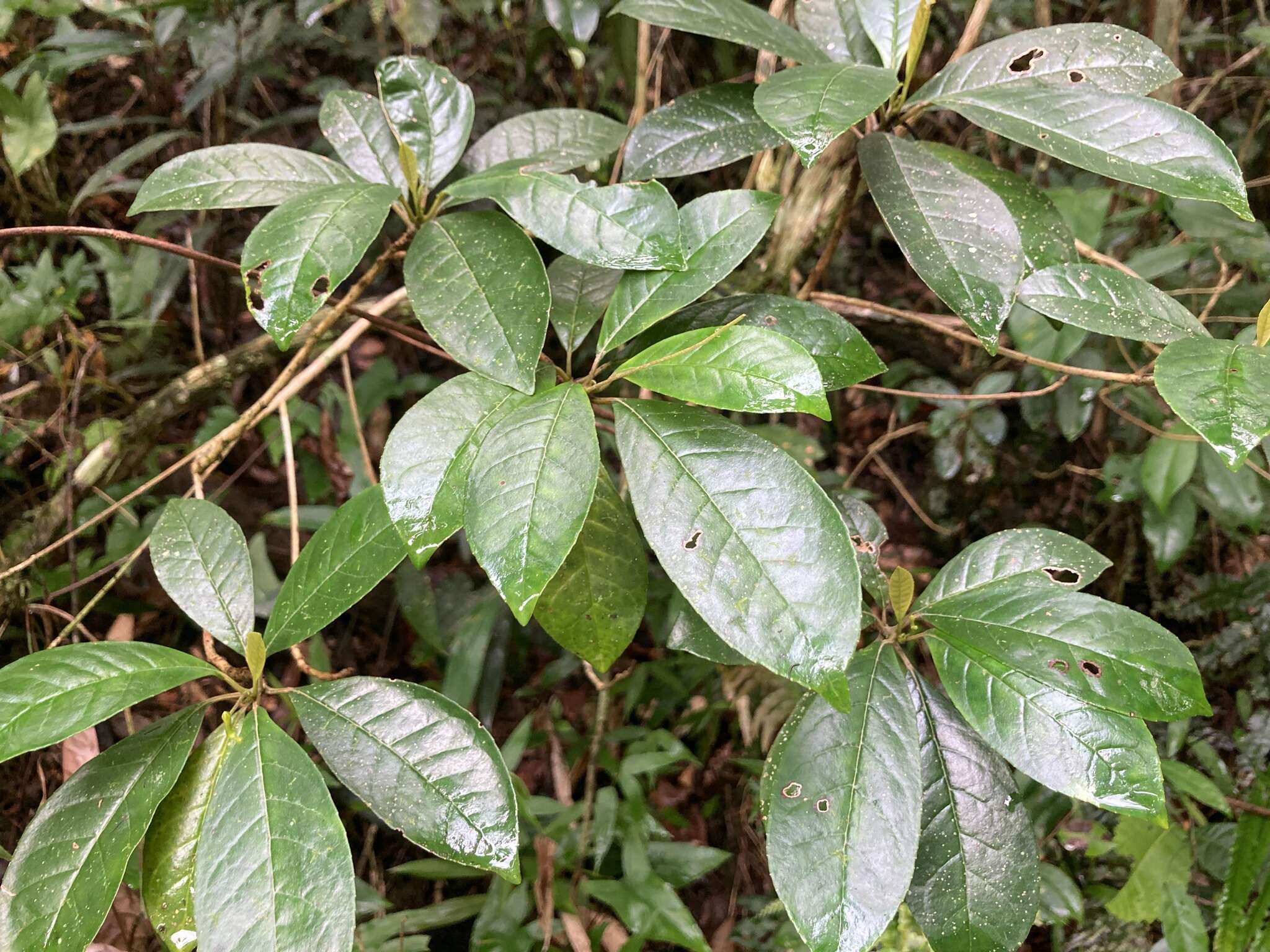 Sivun Gesneria pedunculosa (DC.) Fritsch kuva