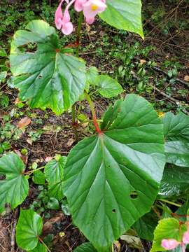 Image of hardy begonia