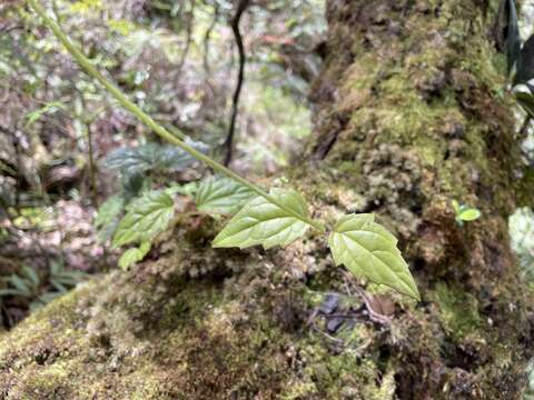 Image of Luquillo Mountain hempvine