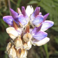 Image of Inyo Meadow lupine