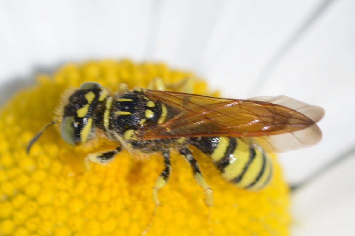 Image of Philanthus crabroniformis F. Smith 1856