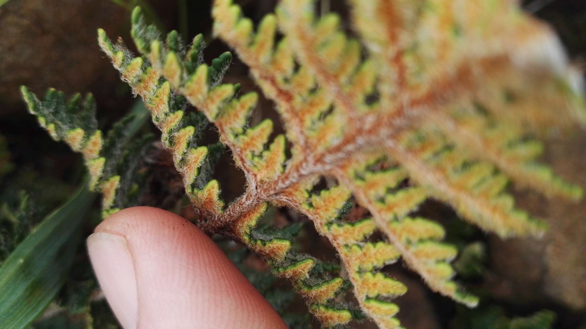 Plancia ëd Cheilanthes eckloniana (Kunze) Mett.