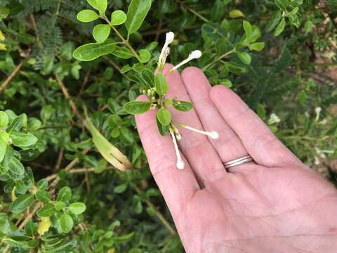 Imagem de Volkameria aculeata L.