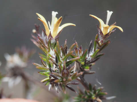 Image of Wahlenbergia cinerea (L. fil.) Lammers