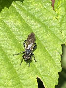 Image of <i>Choerades marginatus</i>