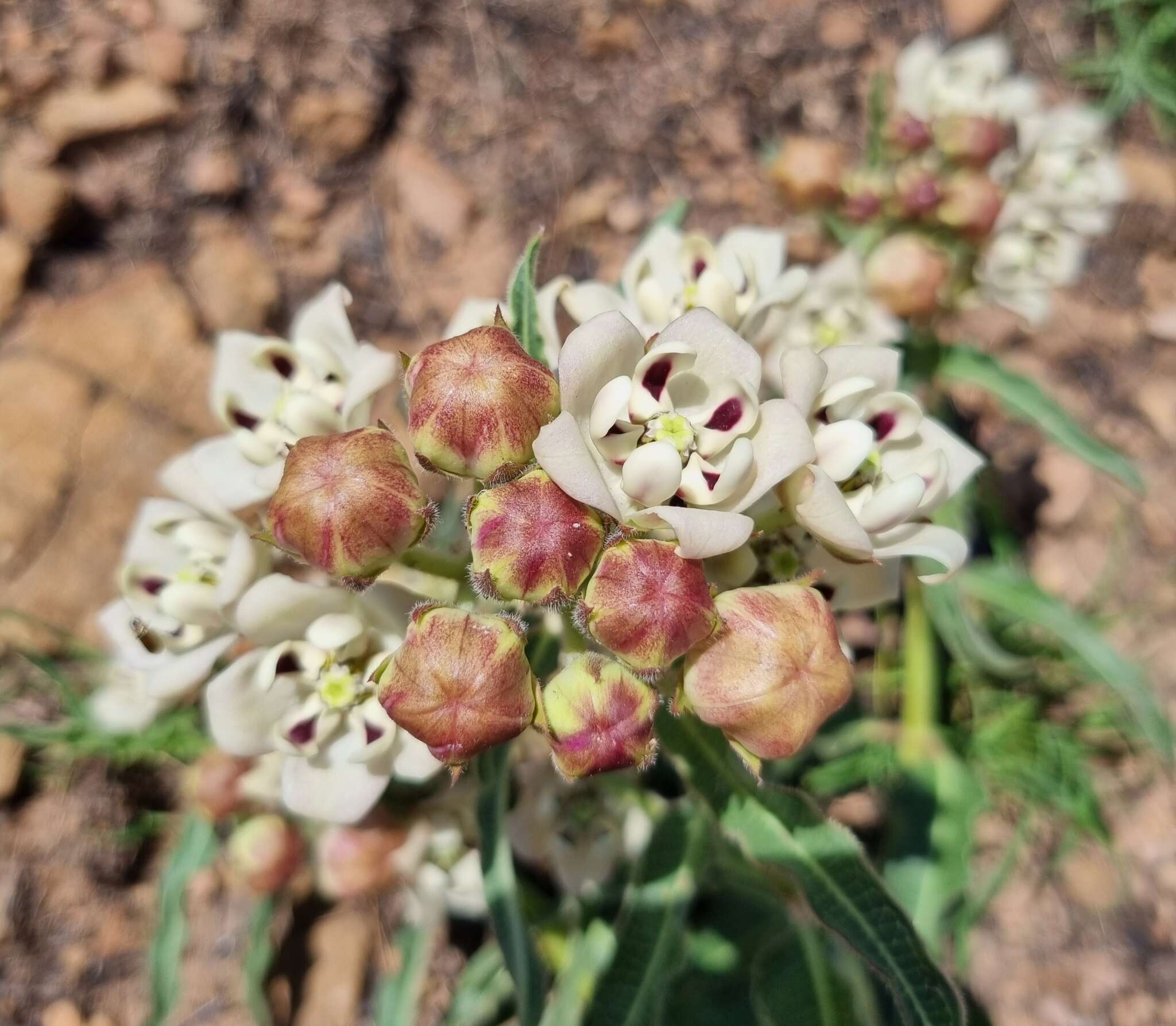 Image of Pachycarpus schinzianus (Schltr.) N. E. Br.