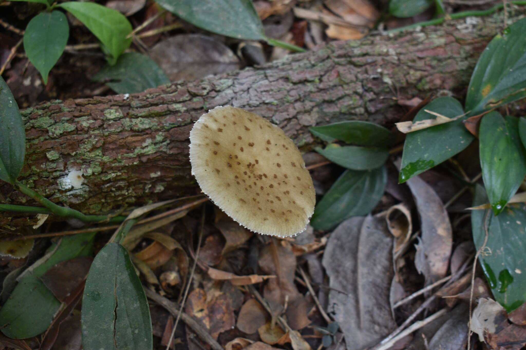 Oudemansiella cubensis (Berk. & M. A. Curtis) R. H. Petersen 2010 resmi