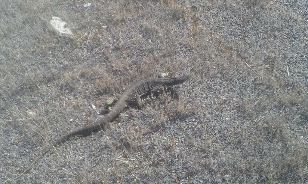 Image of Sand Monitor