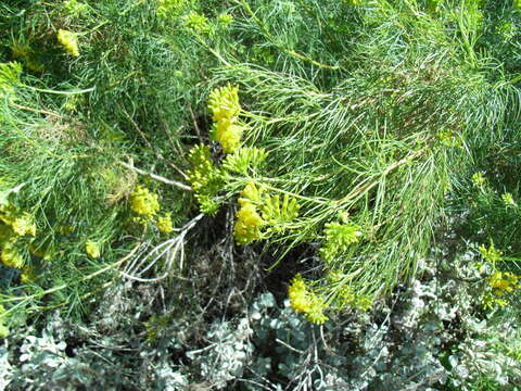 Plancia ëd Senecio anethifolius A. Cunn. ex DC.