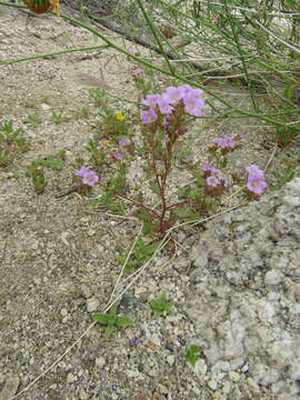 Phacelia pulchella A. Gray resmi