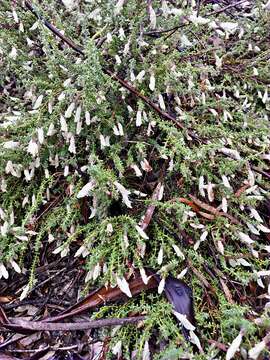 Image of Prostanthera microphylla (R. Br.) A. Cunn. ex Benth.