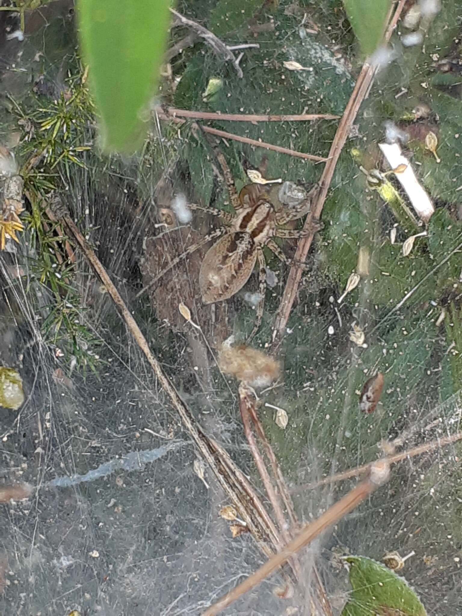 Image of Agelena labyrinthica (Clerck 1757)