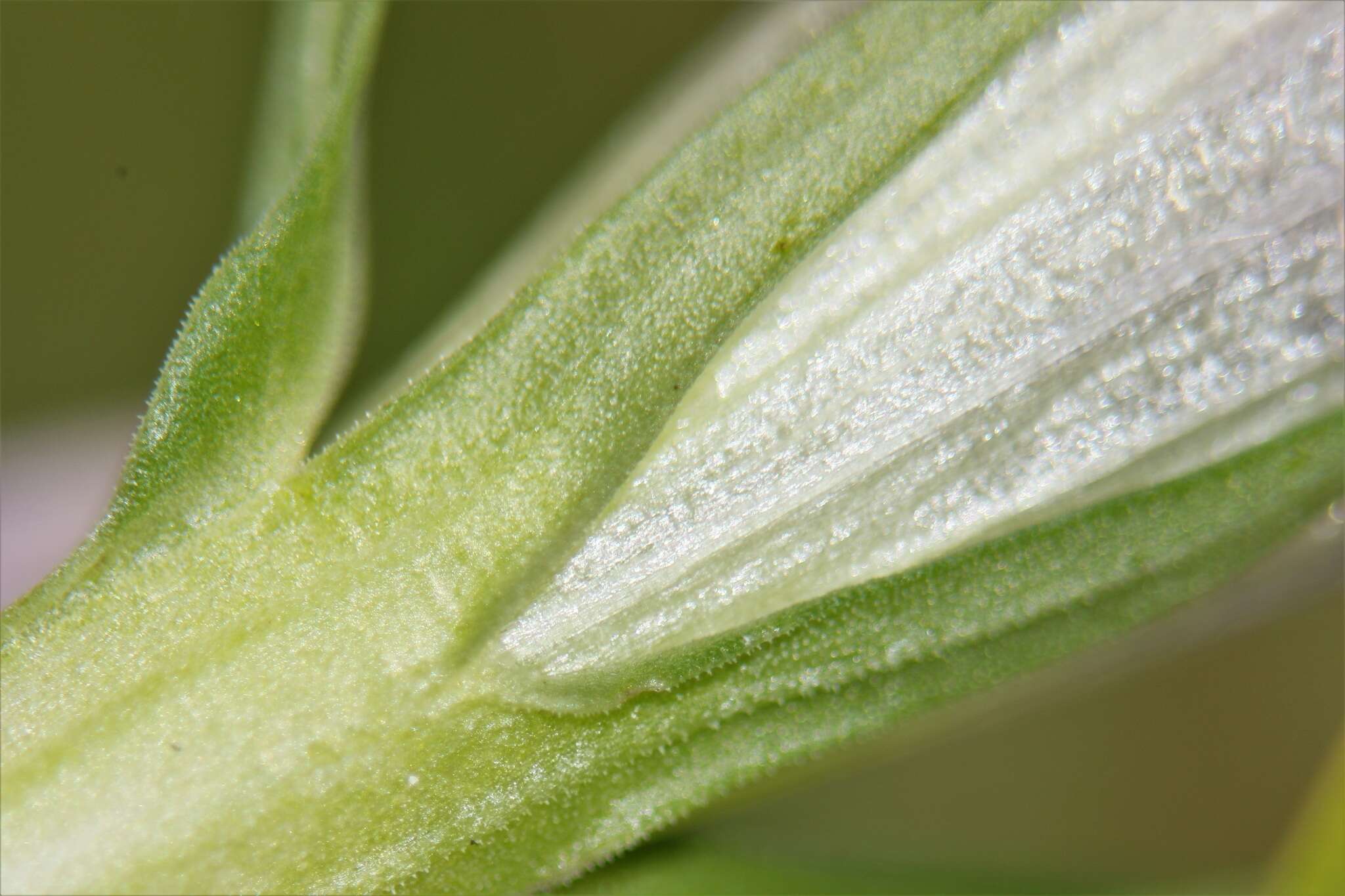 Image of Rough Gentian