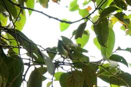 Image of Temminck's Sunbird