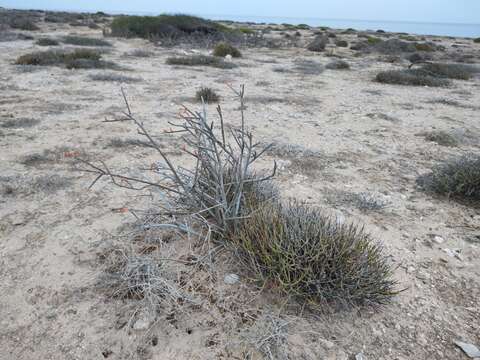 Image of Euphorbia ceroderma I. M. Johnst.