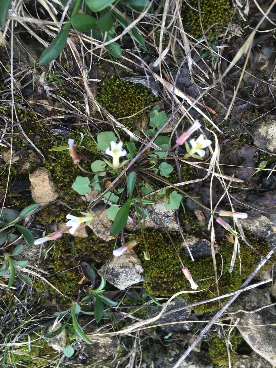 Image of Kentucky glade cress