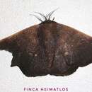 Image of Alheita rionica Schaus 1928