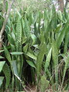 Image of sansevieria