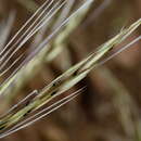 Image of Stipagrostis ciliata var. capensis (Trin. & Rupr.) De Winter