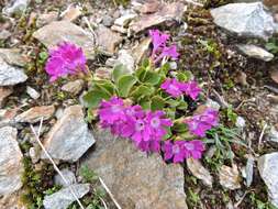 Image of Primula daonensis (Leybold) Leybold