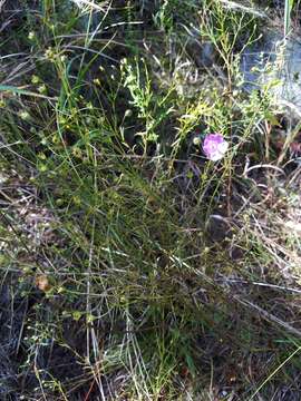 Image of Navasota false foxglove