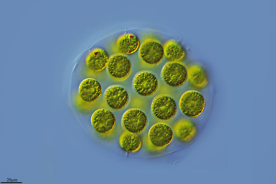 Image of <i>Eudorina elegans</i>