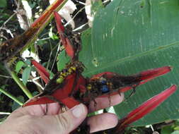 Image of Heliconia tortuosa Griggs