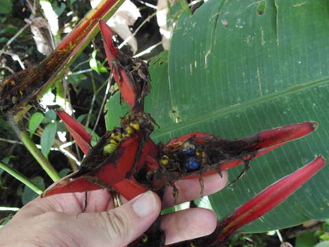 Image of Heliconia tortuosa Griggs