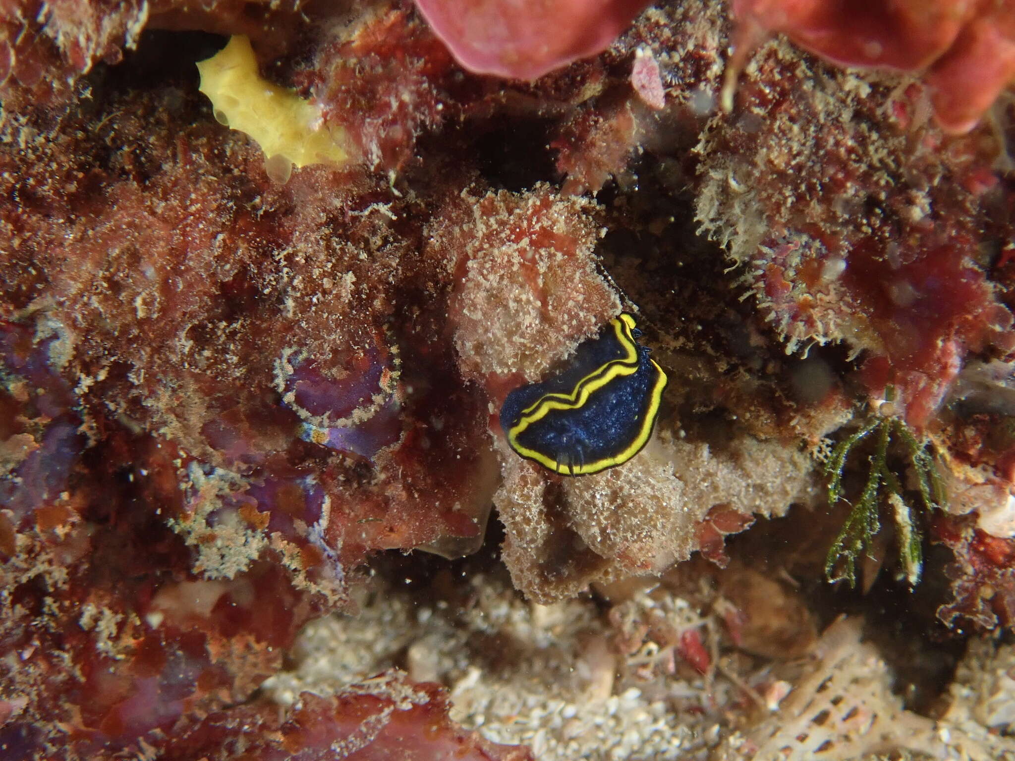 Image of Yellow edge blue slug