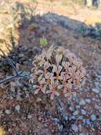 Image of Pelargonium rubiginosum E. M. Marais