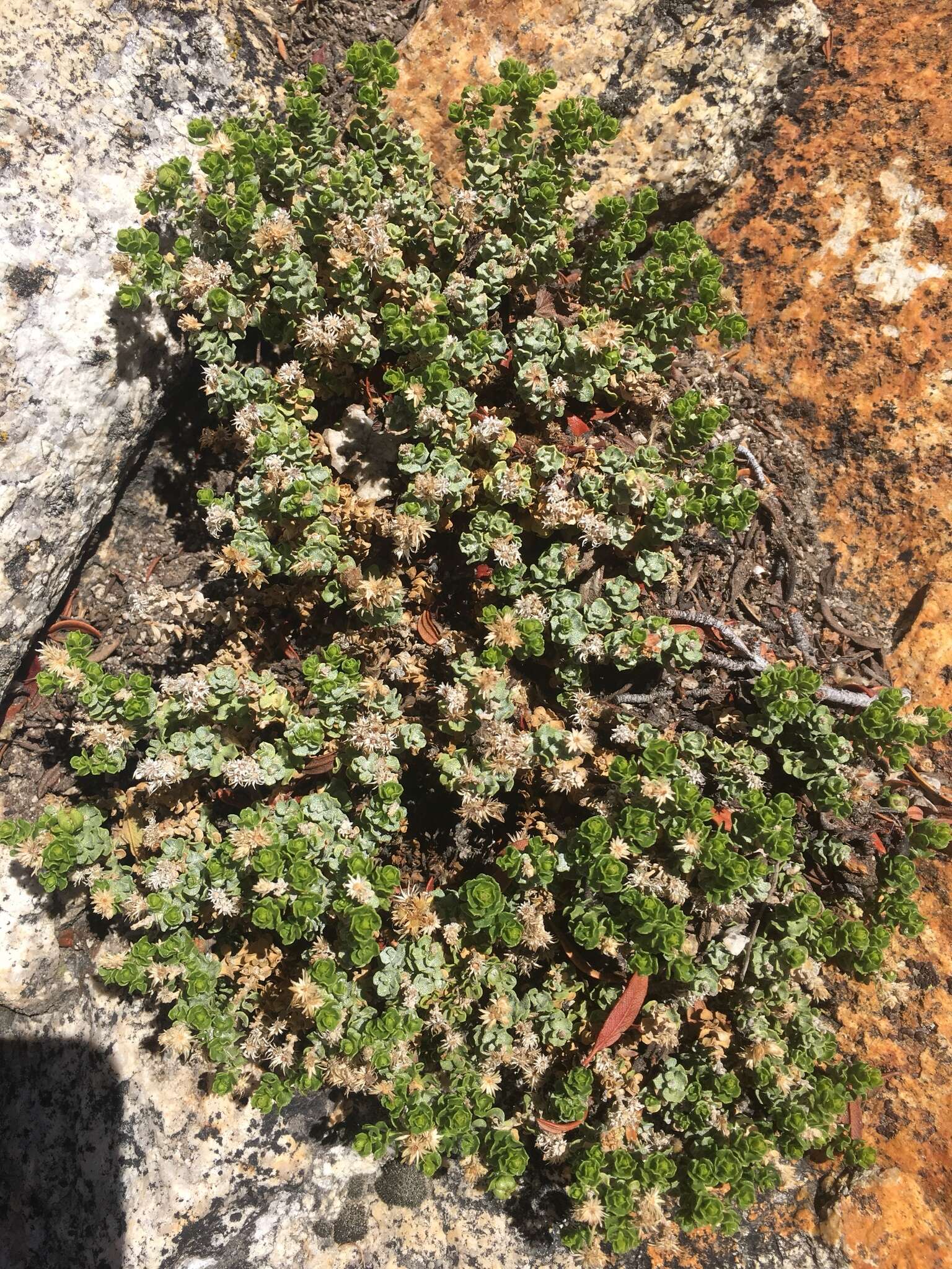 Image of Ericameria cuneata var. cuneata