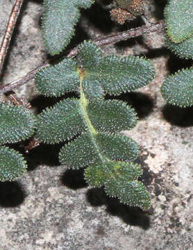 Imagem de Myriopteris scabra (C. Chr.) Grusz & Windham