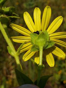 Image de Silphium perplexum J. R. Allison