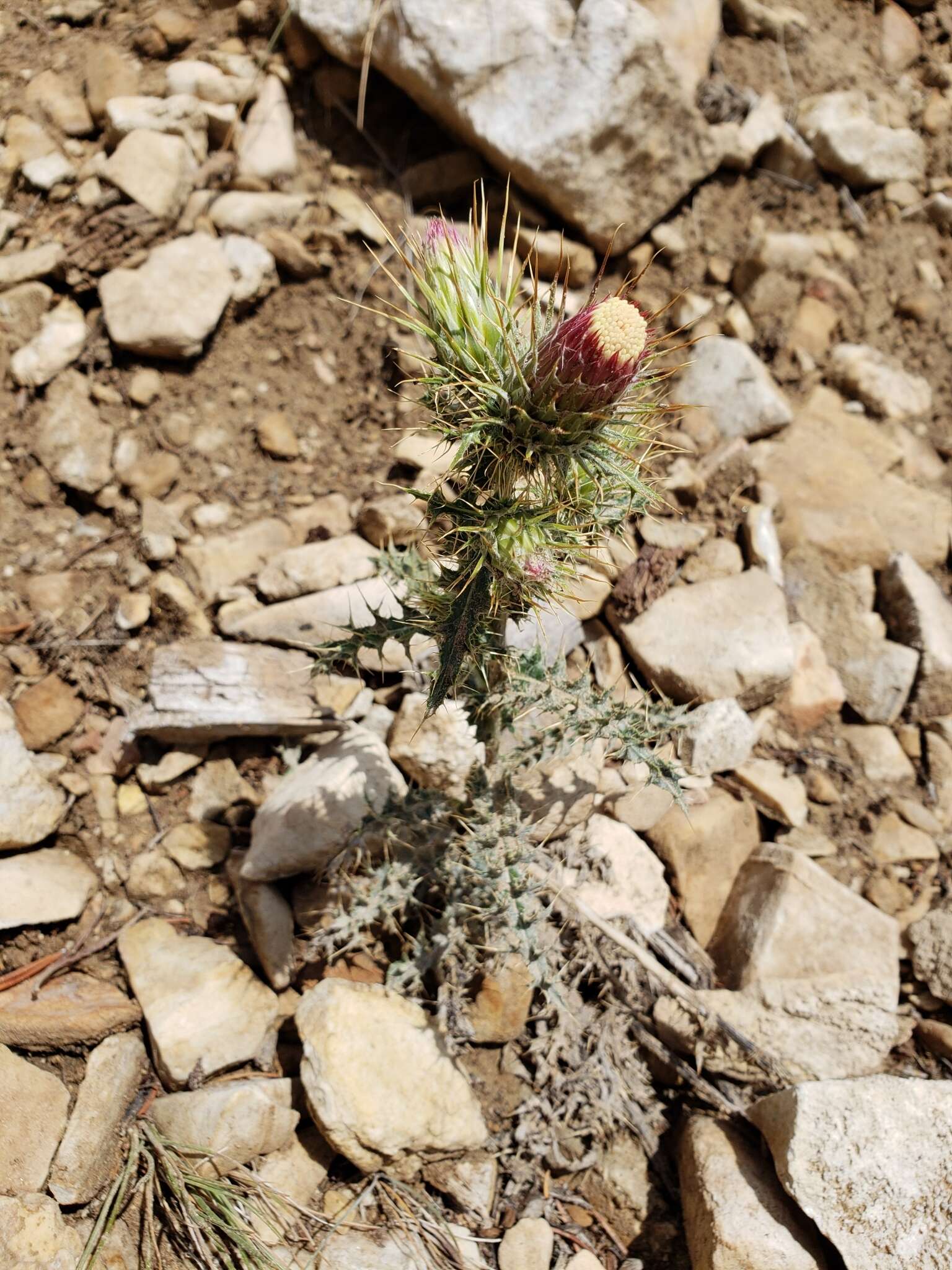 Image of <i>Cirsium <i>arizonicum</i></i> var. arizonicum