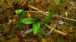 Image of Ophioglossum coriaceum A. Cunn.