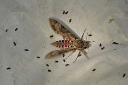 Image of Pink-spotted Hawkmoth