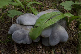 Image of Albatrellopsis